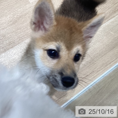 柴の写真