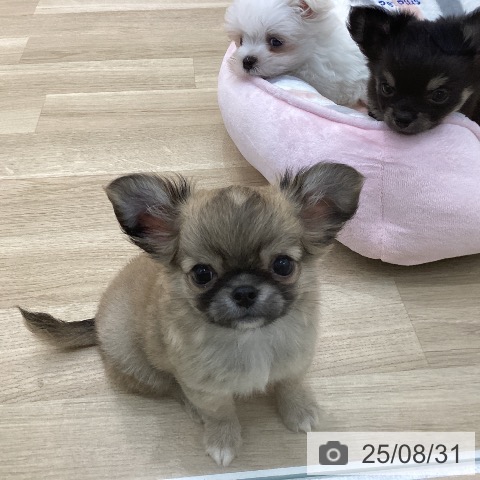 チワワの写真