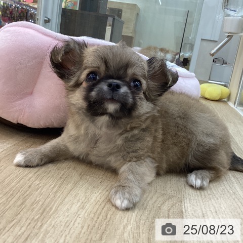 チワワの写真
