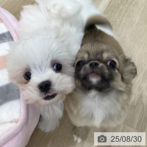 チワワの写真