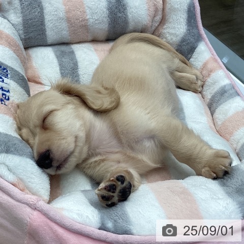 ミニチュア・ダックスフンドの写真
