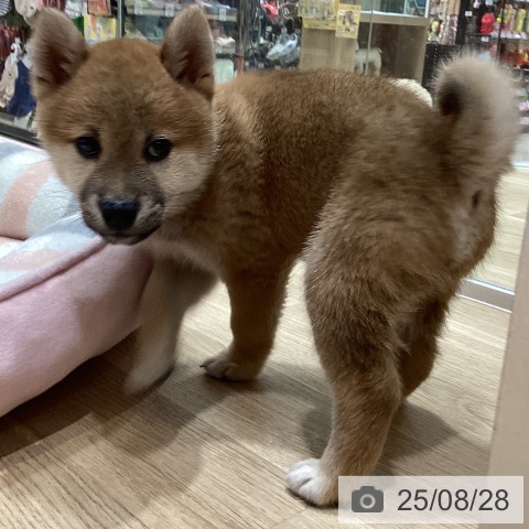 柴の写真