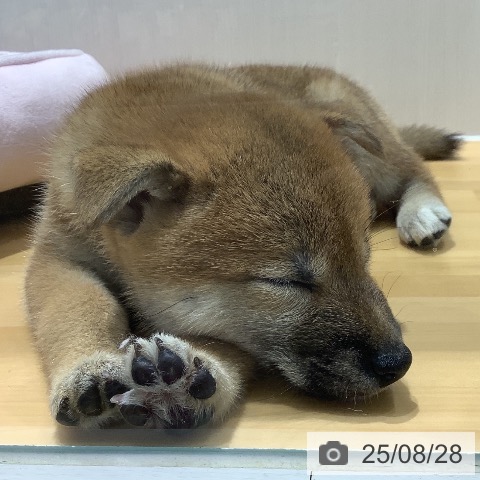 柴の写真