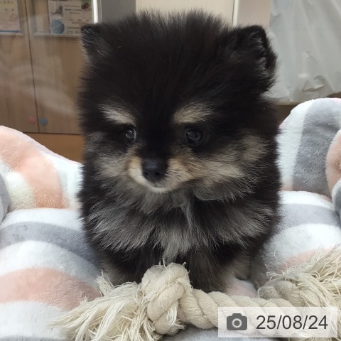 ポメラニアンの写真