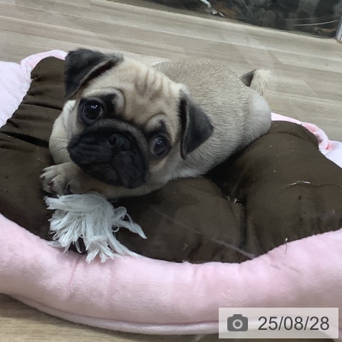 パグの写真