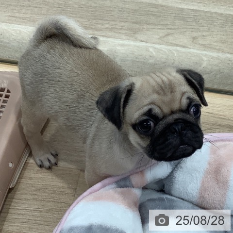 パグの写真