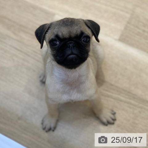 パグの写真