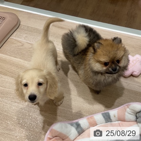 ポメラニアンの写真