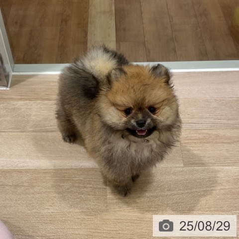 ポメラニアンの写真