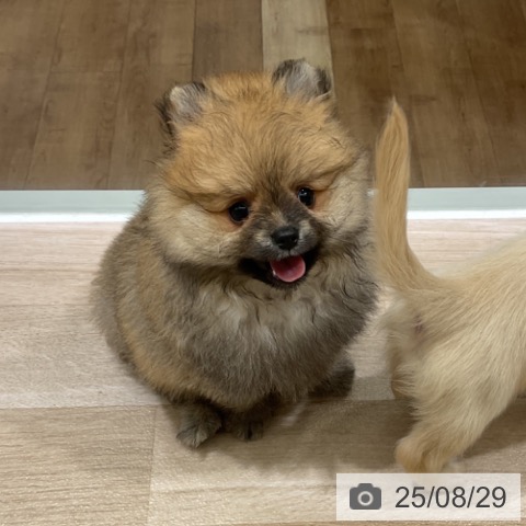 ポメラニアンの写真