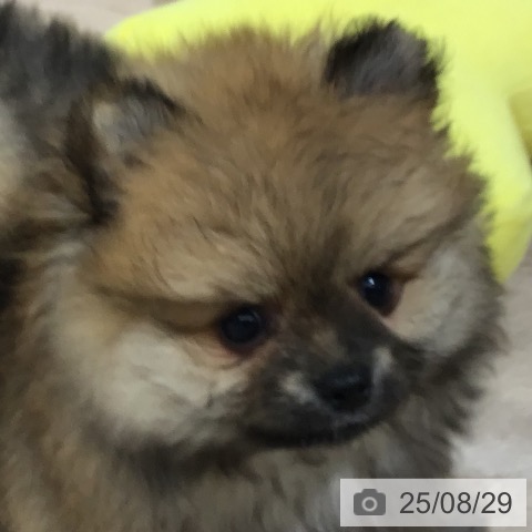 ポメラニアンの写真