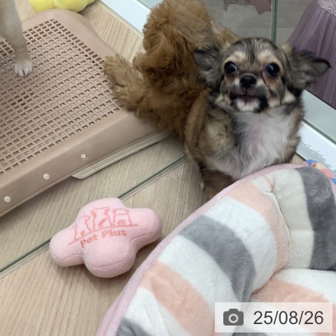 チワワの写真