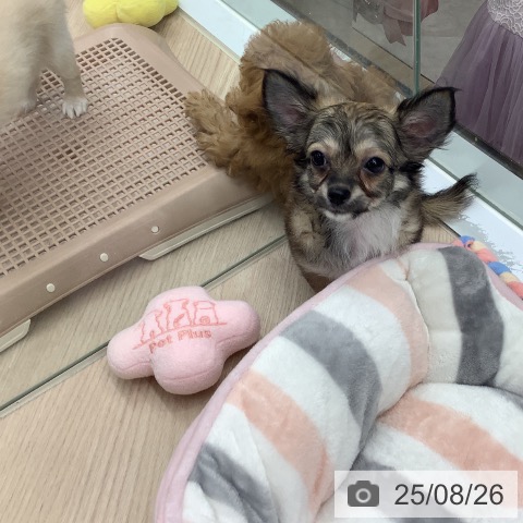 チワワの写真