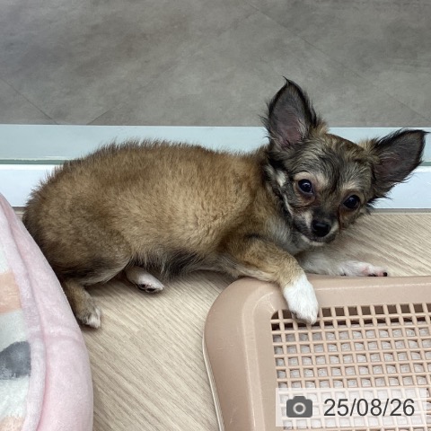 チワワの写真