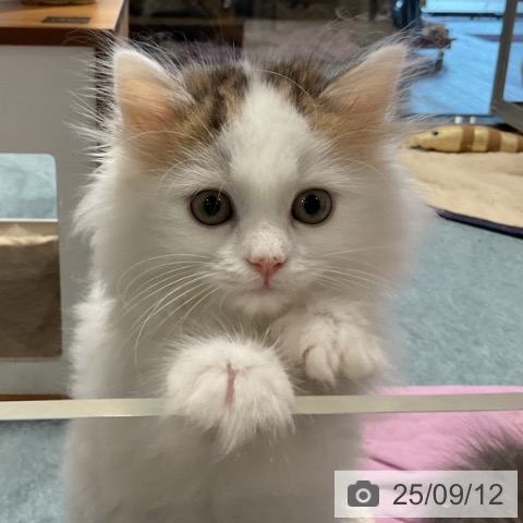 サイベリアンの写真