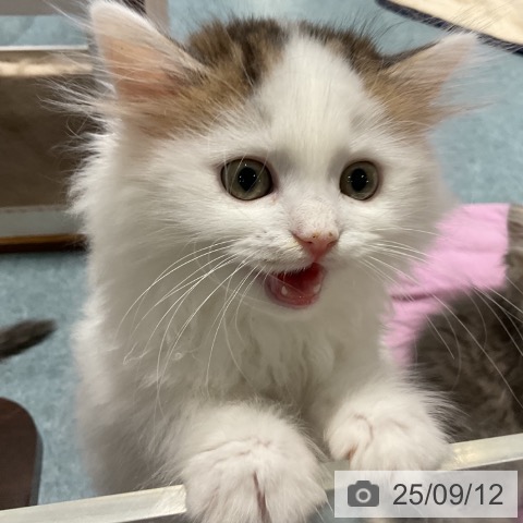 サイベリアンの写真