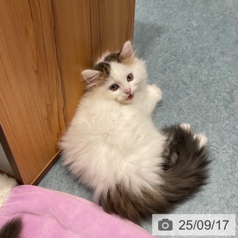 サイベリアンの写真