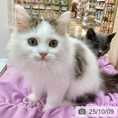 サイベリアンの写真