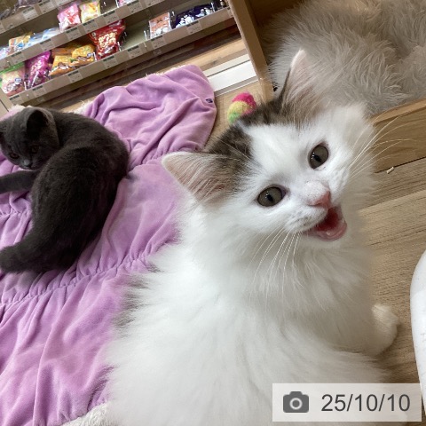 サイベリアンの写真