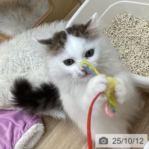 サイベリアンの写真