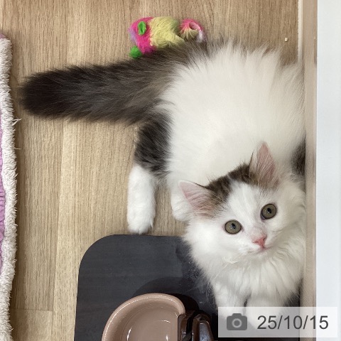 サイベリアンの写真