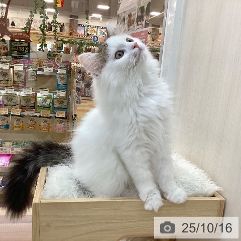 サイベリアンの写真