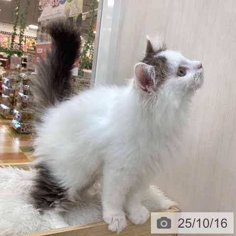 サイベリアンの写真