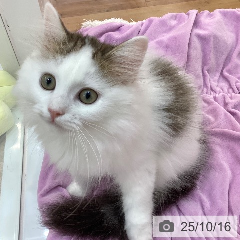 サイベリアンの写真