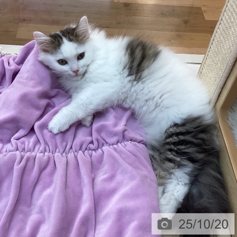 サイベリアンの写真