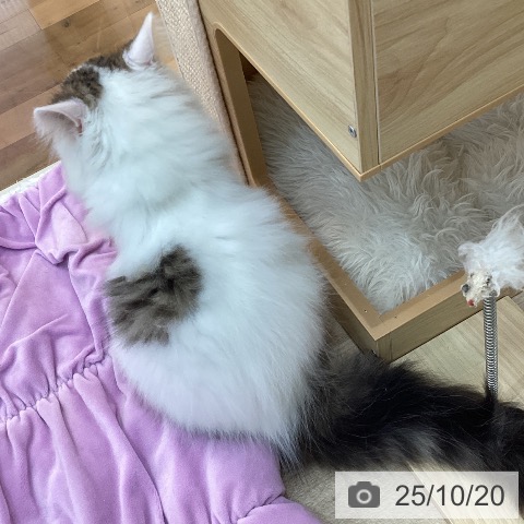 サイベリアンの写真