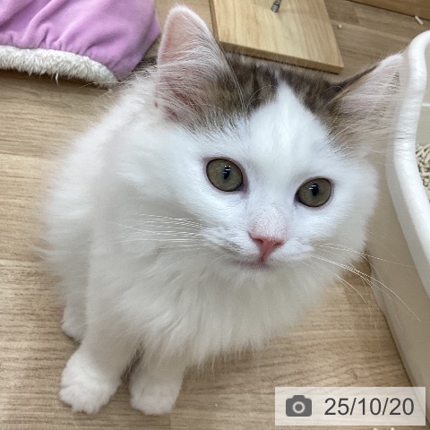 サイベリアンの写真