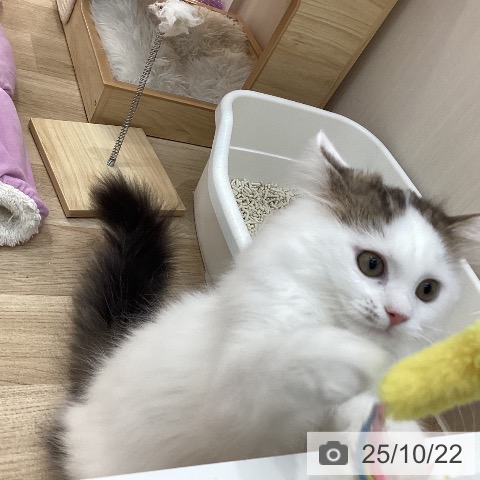 サイベリアンの写真