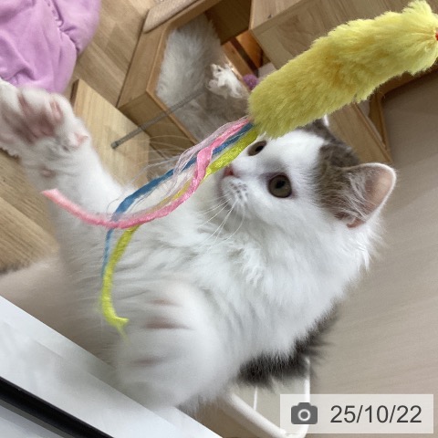 サイベリアンの写真