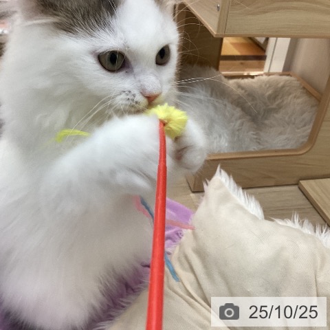 サイベリアンの写真