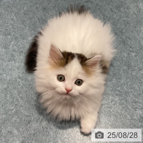サイベリアンの写真