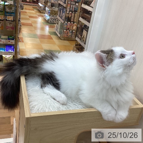 サイベリアンの写真