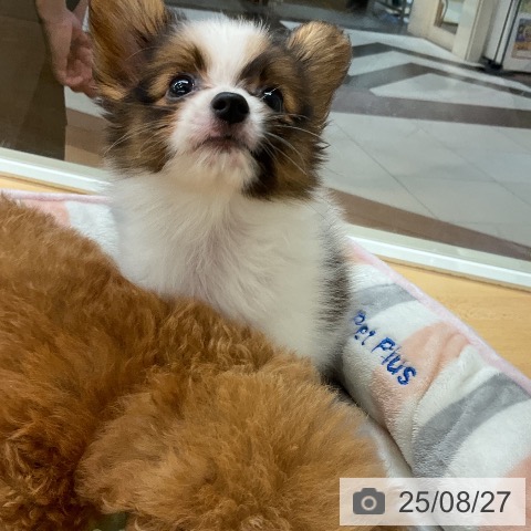 パピヨンの写真