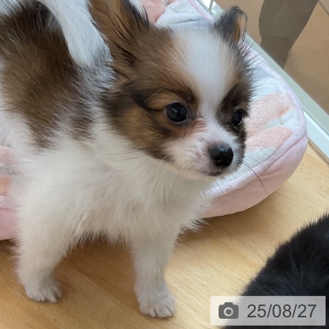 パピヨンの写真
