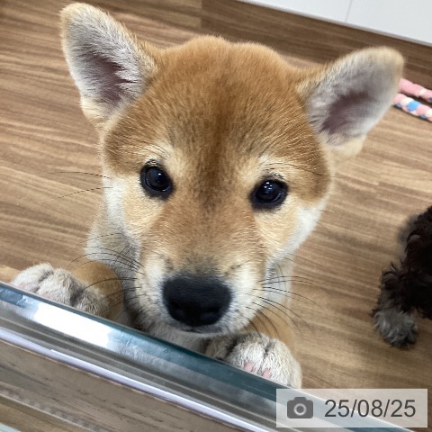 柴の写真