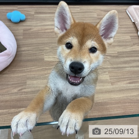 柴の写真