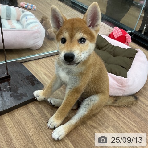 柴の写真