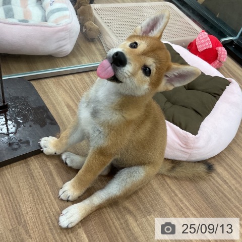 柴の写真