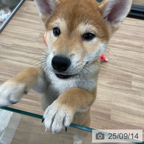 柴の写真