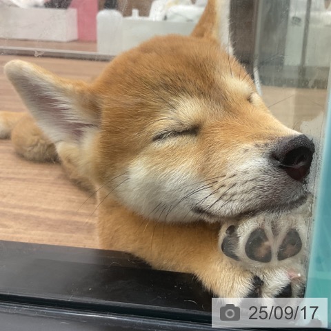 柴の写真