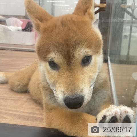 柴の写真