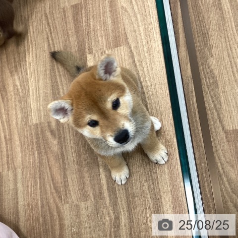 柴の写真