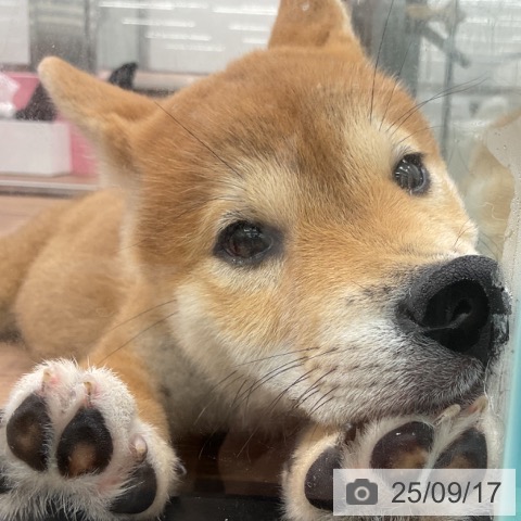 柴の写真