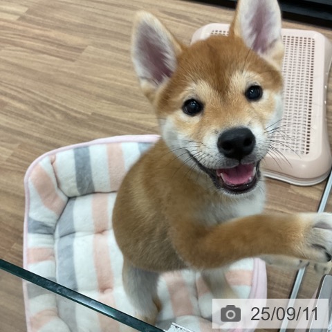 柴の写真