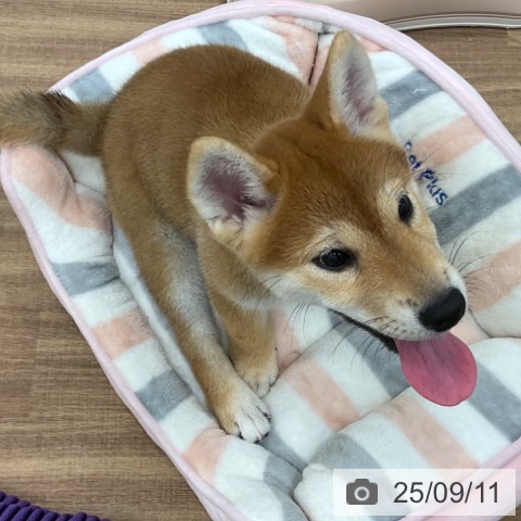 柴の写真