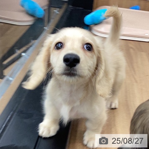 ミニチュア・ダックスフンドの写真